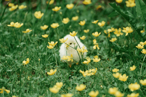 Yellow wildflowers in a green meadow.